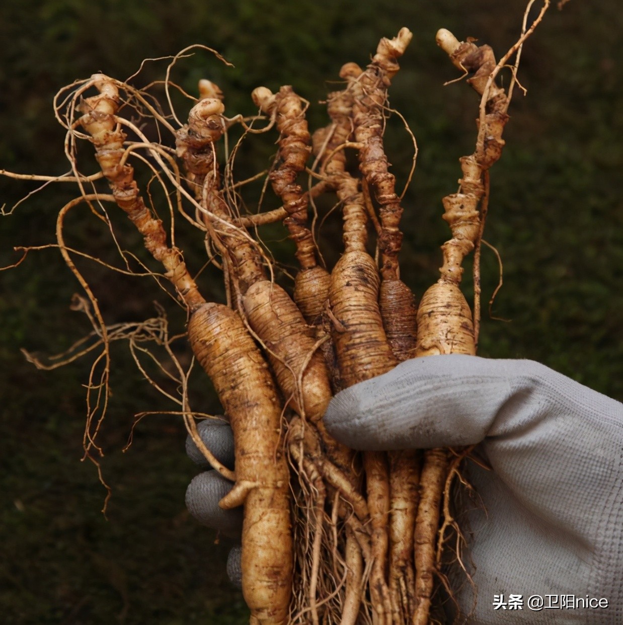 想做带货主播哪里找货源,新手做直播带货的技巧和方法