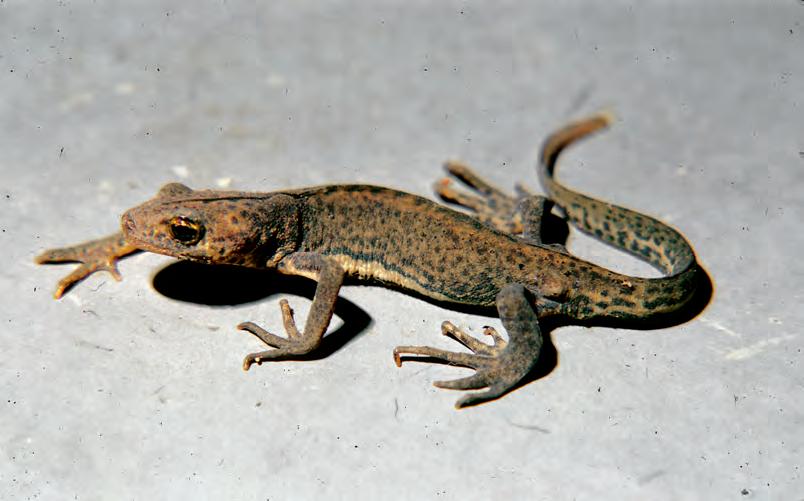 为什么中国人热衷于吃野生动物,中国人为什么喜欢用东西泡酒