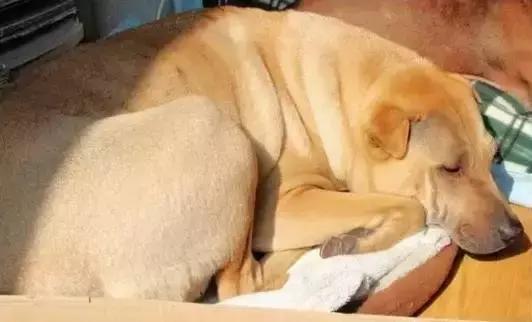 宠物毛发到处飞,宠物长杂毛该怎么办