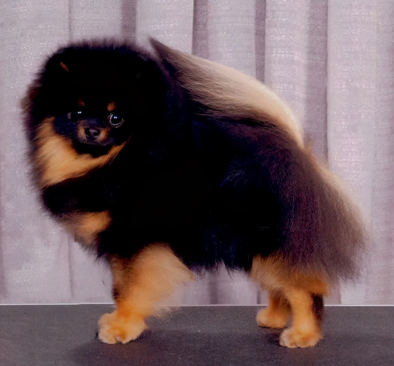 博美犬是哪个女王的狗,博美犬故事