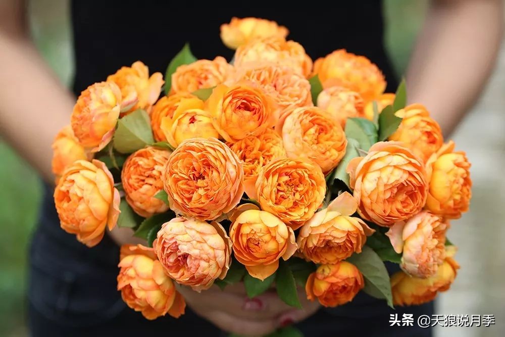 新长的月季叶子卷曲萎蔫怎么回事,月季叶子绿的就蔫了