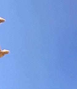 春天里，猫咪需要“三防一管”