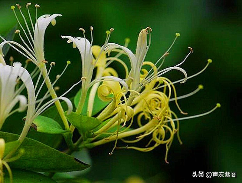 最惊艳的金银花,香气四溢的金银花