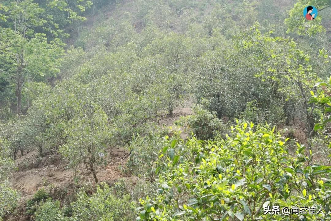 冰岛五寨糯五价格,冰岛五寨谁最有性价比