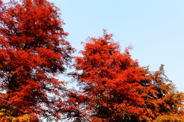 尼克松送给杭州的哪五棵树,尼克松带来的树