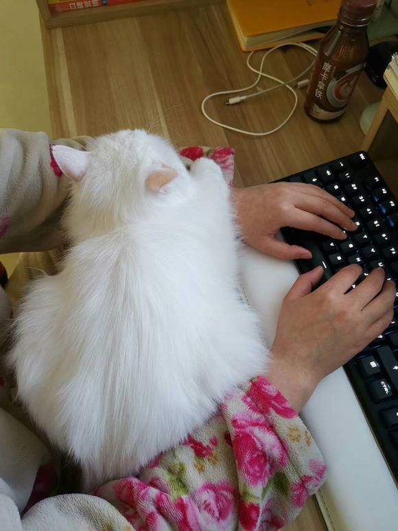 猫咪太粘你,猫咪太粘人了图片大全