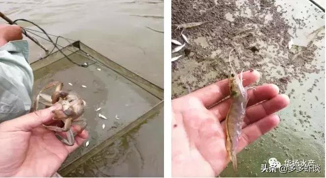 虾蟹高效养殖方法和技术,虾蟹混养如何提高青虾的养殖效益