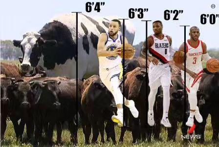 巨型黄白奶牛,微型奶牛与巨型奶牛