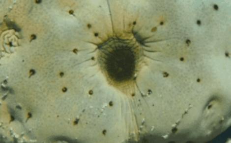 日本称人类可用肛门呼吸，还能治疗新冠，网友：那想放屁怎么办？