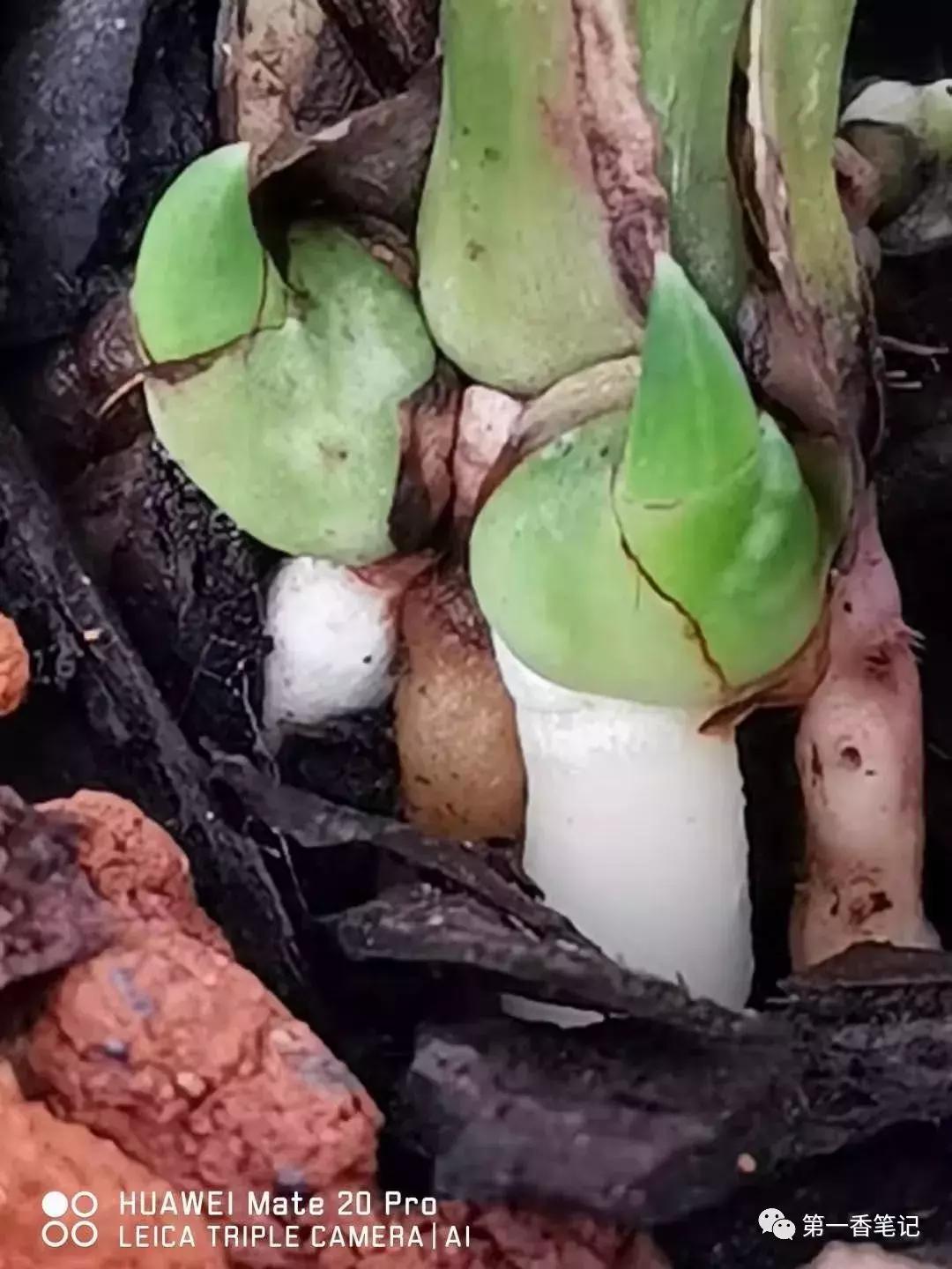 兰花花苞如何看品种,如何辨别兰花花苞的品种