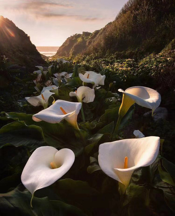 秘籍----移日*法大**