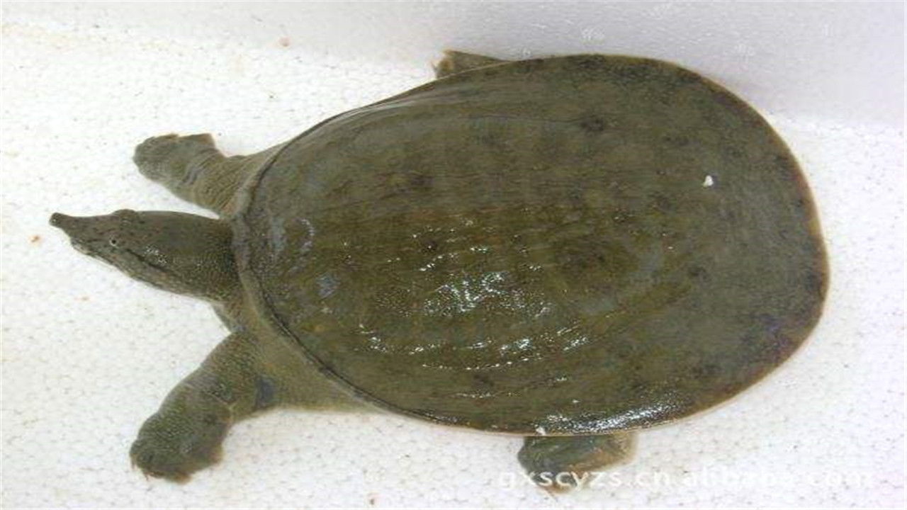 中华鳖的病害防治与管理,鳖病防治