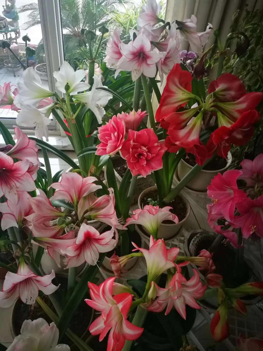 东北花园四季开花植物,北方一年四季都开花的花园