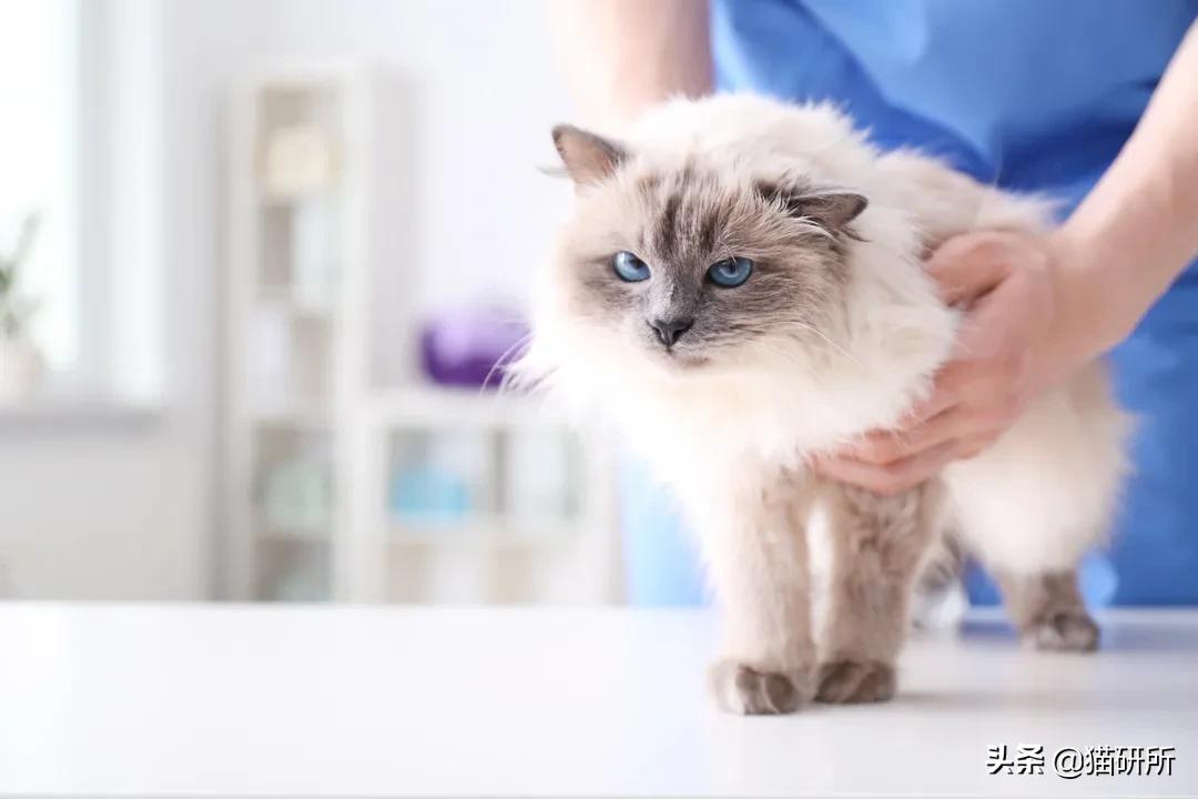 驱虫药怎么选?10个基础问题答疑