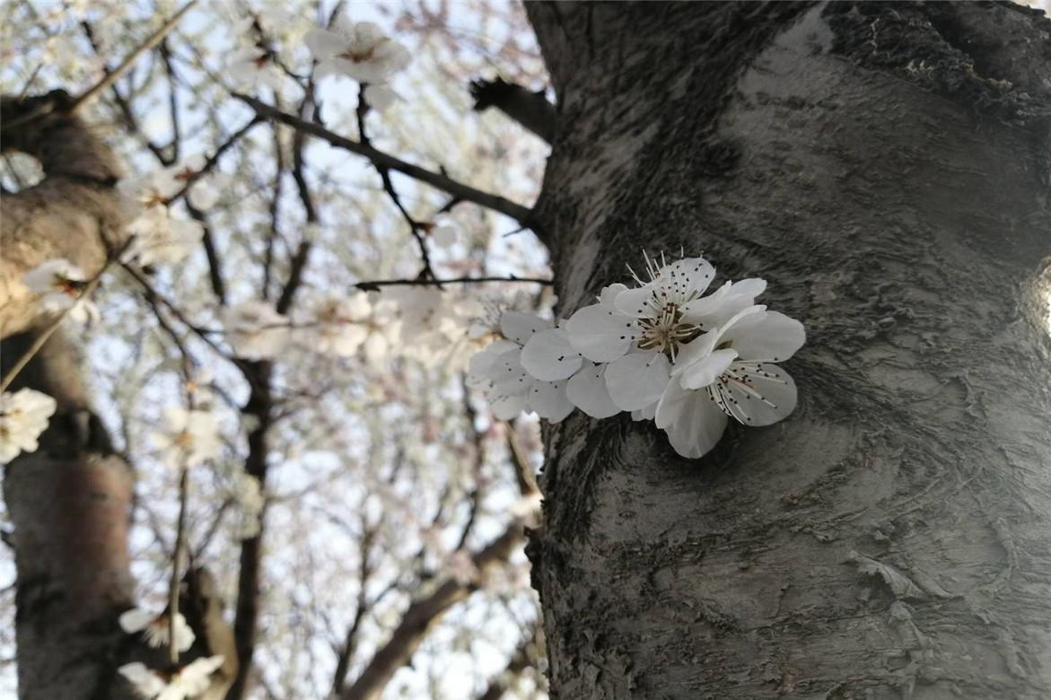 故事:九尾狐大雄异地恋,过程一波三折,结局很感人,情比金坚