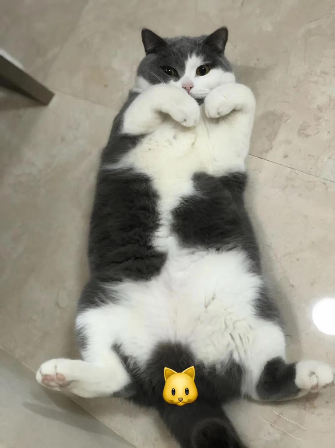 和宠物交流说什么,宠物谈恋爱怎么回事