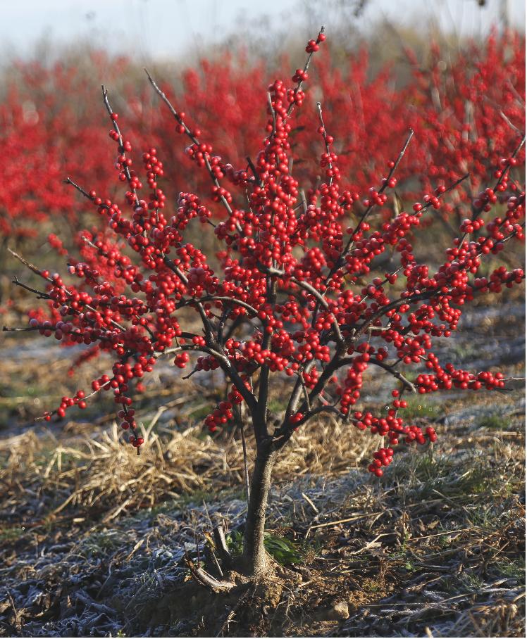 北美冬青耐阴么,北美冬青为什么这么贵