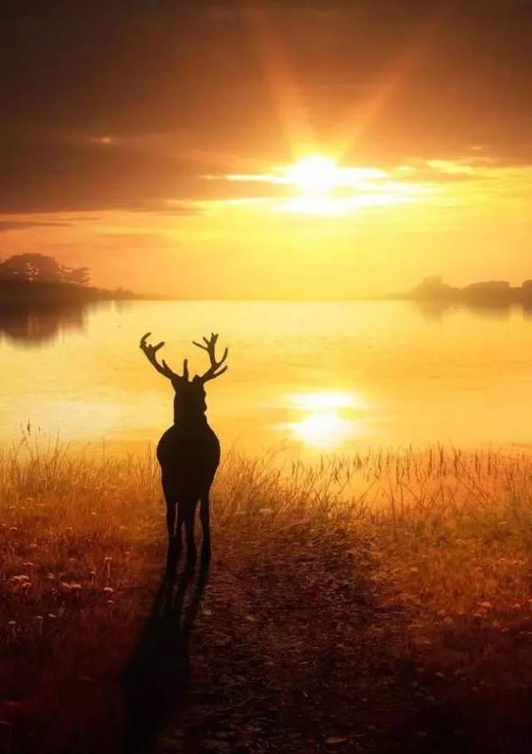 和麋鹿差不多的珍稀动物,麋鹿属于世界濒临灭绝的珍稀物种