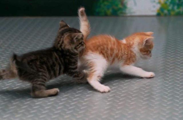 抚摸猫咪对你喵喵叫,抚摸猫咪的时候猫咪盯着你看