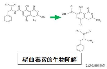 霉菌毒素对母猪造成哪些危害,母猪带毒的危害以及解决措施