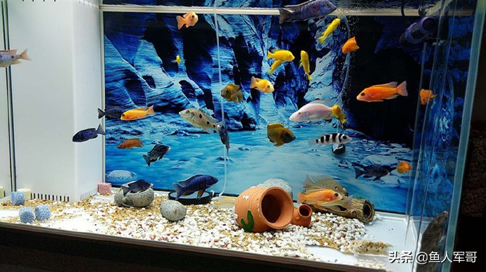 水族缸怎么清理管,水族缸水质怎样变清澈