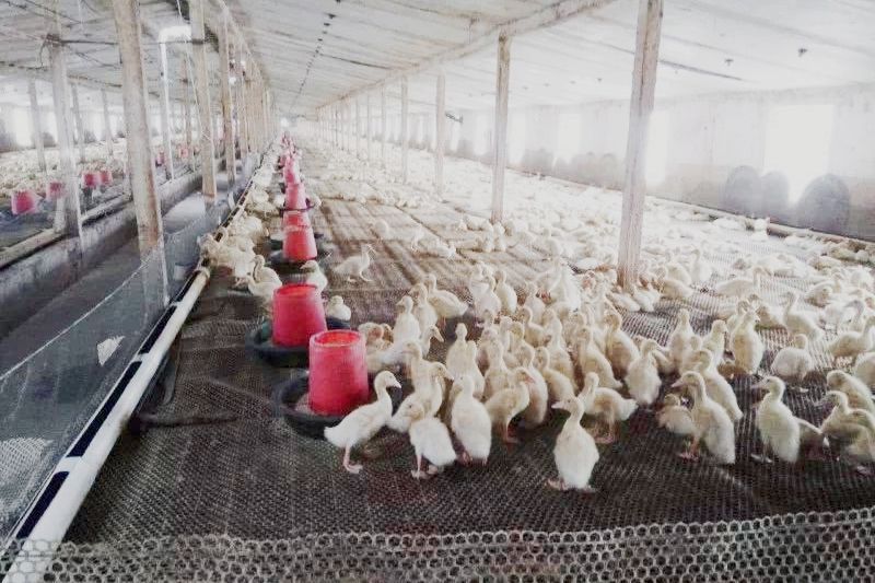 赊苗赊料,管技术包回收,农民不用投钱合作养殖,是馅饼还是陷阱