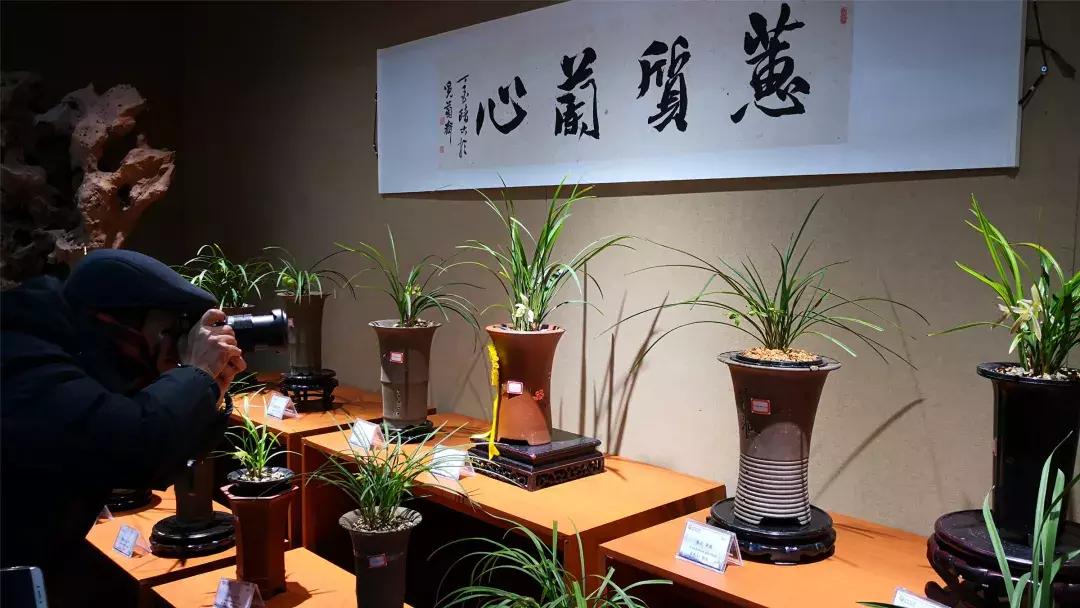 美美美！海淀这个地儿，万株兰花惊艳来袭，你招架的住吗？