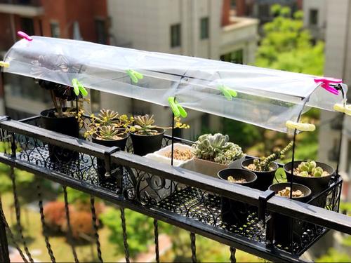 夏天养多肉注意事项,夏天多肉几点浇水最好