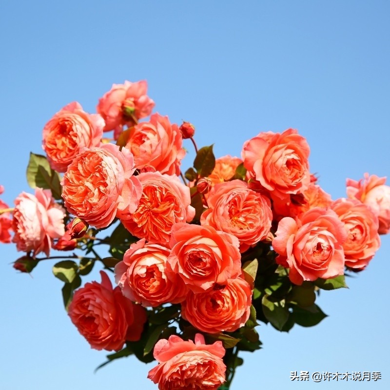 切花大全100种,鲜花大全50种花的花语