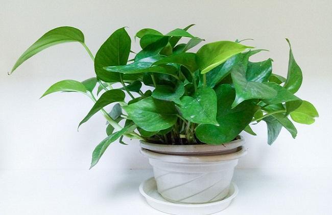 绿萝怎么养着养着就烂根死了呢,绿萝的养殖方法和注意事项根烂了