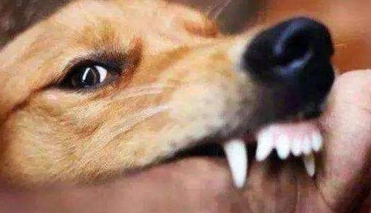 家里养的狗特别蠢怎么办,小土狗一直咬主人的手怎么解决