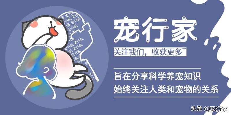 猫的眼睛里水汪汪,猫的眼睛到底长什么样