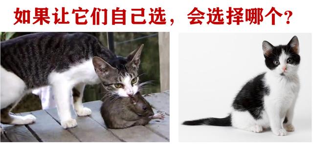 为什么要打完疫苗才能给宠物绝育,为什么这么多人都想给宠物做绝育