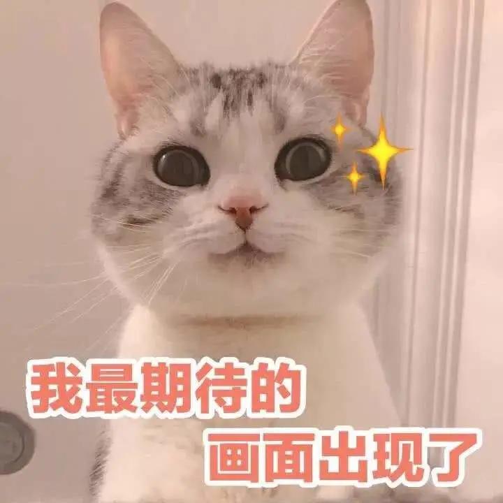 丢掉女朋友养了2年的猫,女朋友要求丢掉养了3年的猫