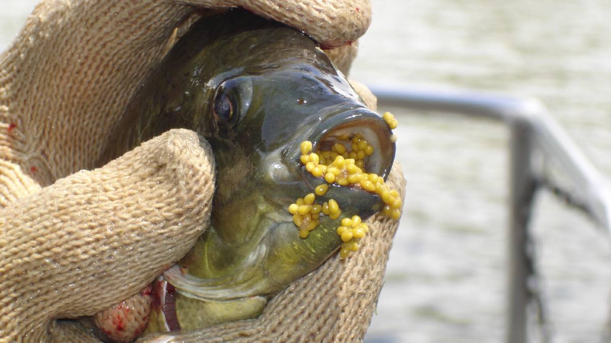 美国人最爱吃的淡水鱼 (美国人最喜欢吃的十种鱼)