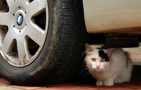 猫跑着跑着突然猝死,猫猝死的症状