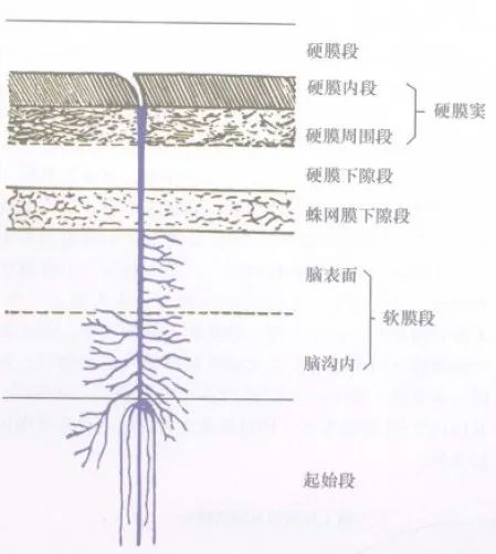 学习|颅脑静脉解剖及引流