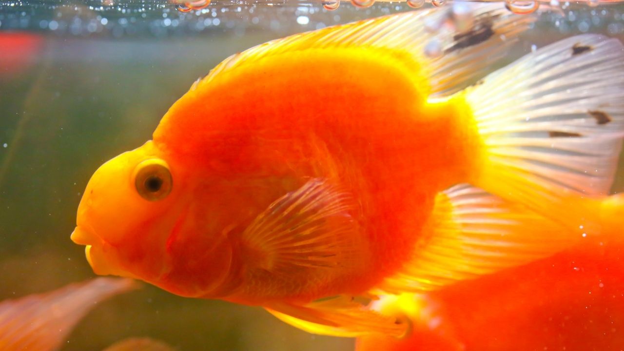 淡水紫红笛鲷观赏鱼饲养,淡水观赏鱼和海水观赏鱼哪个好看