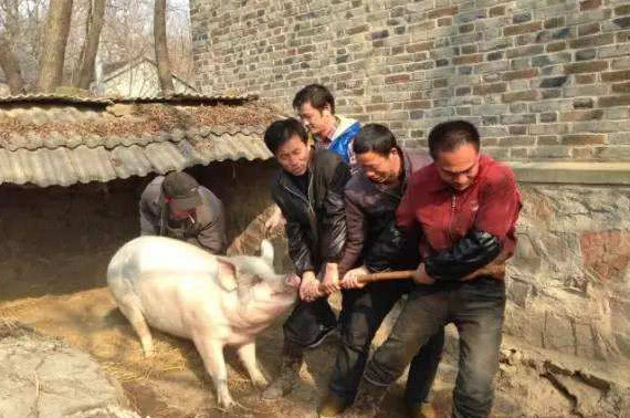 农村杀猪的人为什么不长寿,这下我算是明白啦