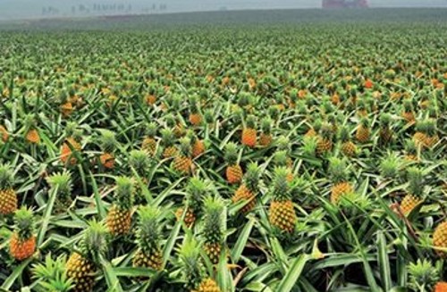 怎么用菠萝上面的草种植菠萝,菠萝种植正确方法