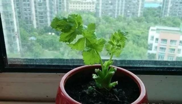 花盆种蔬菜几天浇一次水,哪4种菜根不能丢在家盆栽