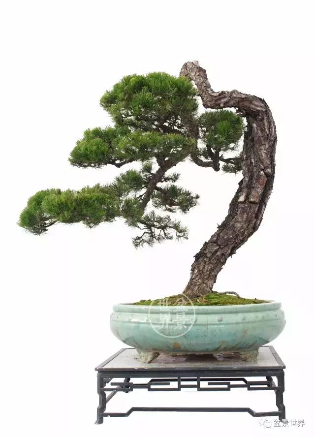 松树盆景经典大片,大斜杆式盆景得金奖作品松树