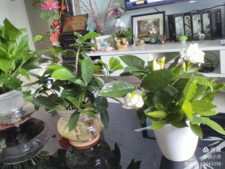 栀子花开舞蹈视频,栀子花开何炅