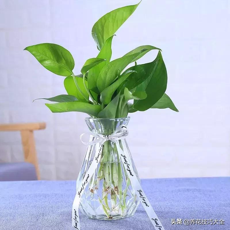 水养绿萝怎么操作成土养,土养的绿萝怎么改成水养