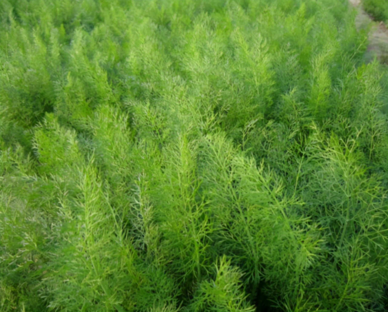 叶菜品类表,叶菜类一览表