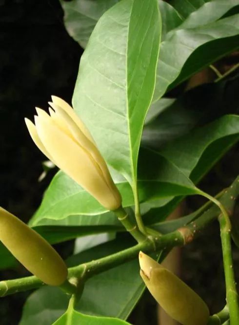 100种常见观叶植物图鉴史上最全,农村常见的100种植物