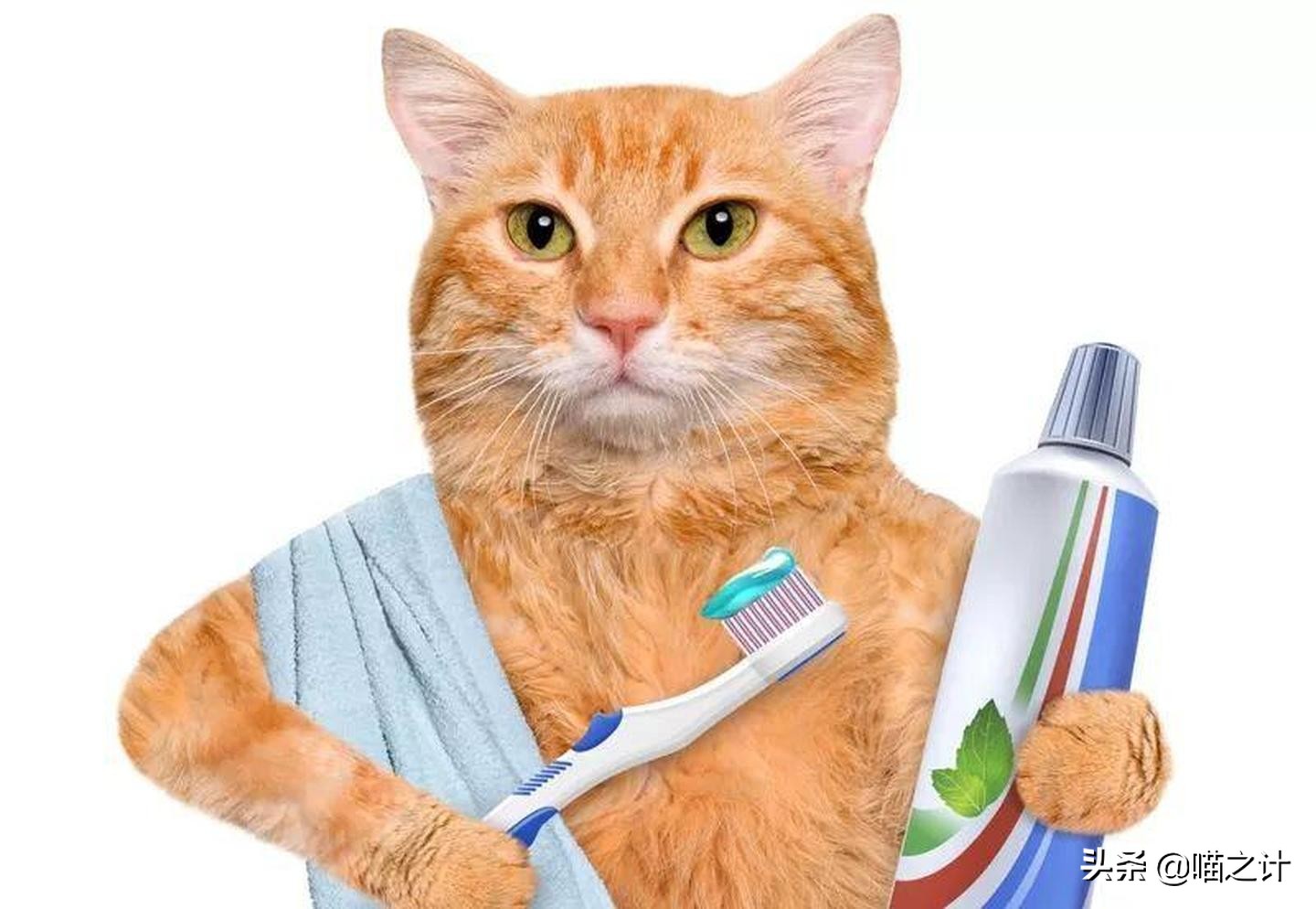 猫咪口臭怎么办最有效的方法,猫咪有口臭怎么解决