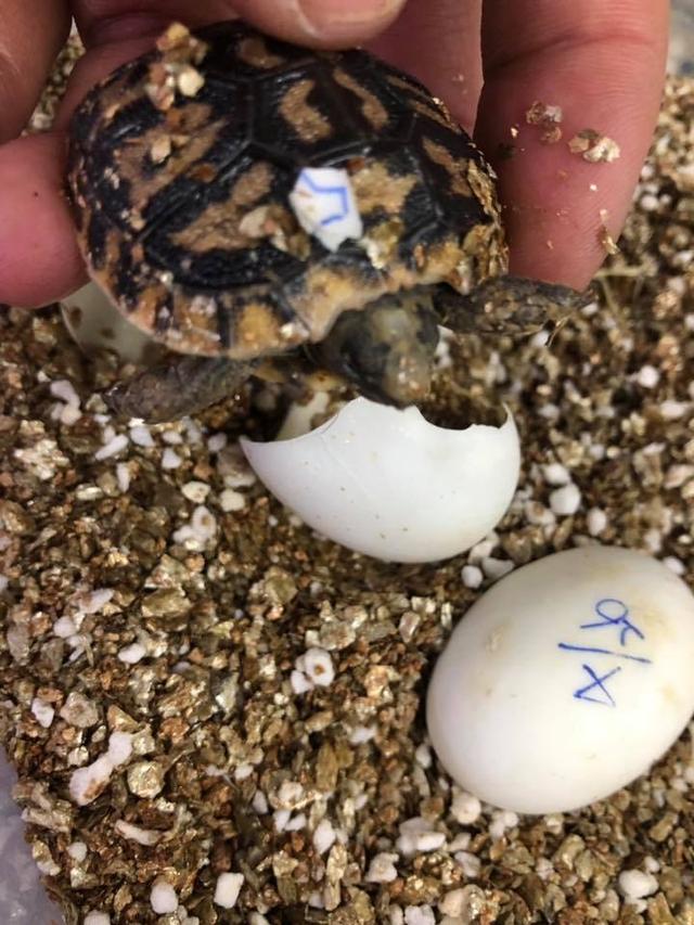 高背陆龟乌龟,饼干陆龟幼龟