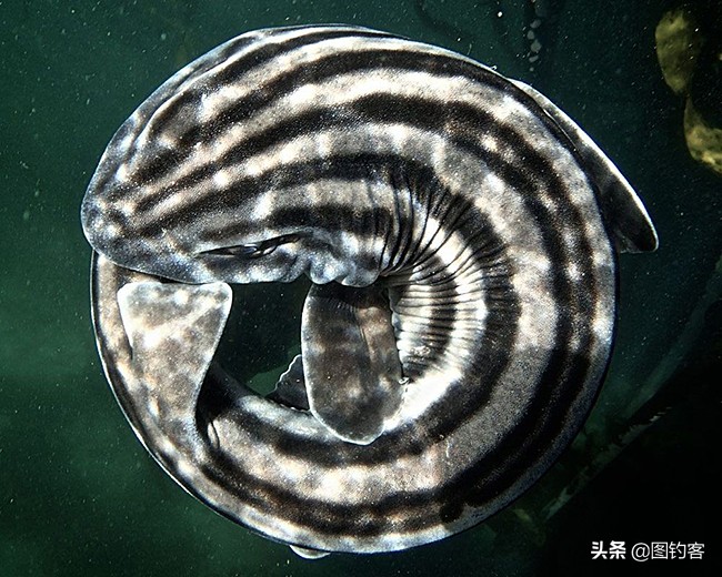 猫齿鲨可以做观赏鱼吗,猫齿鲨鲨鱼