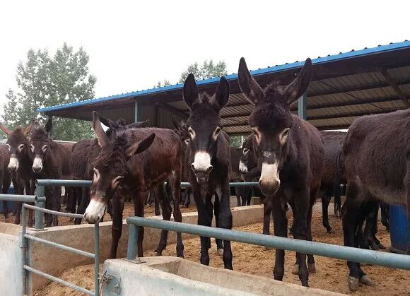 2019十大养殖品种图片,这两年最火的养殖品种